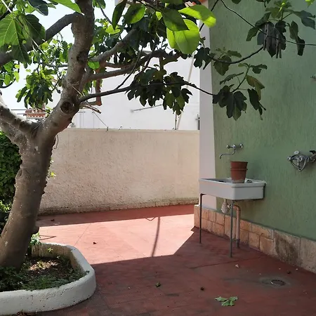 Ficus *