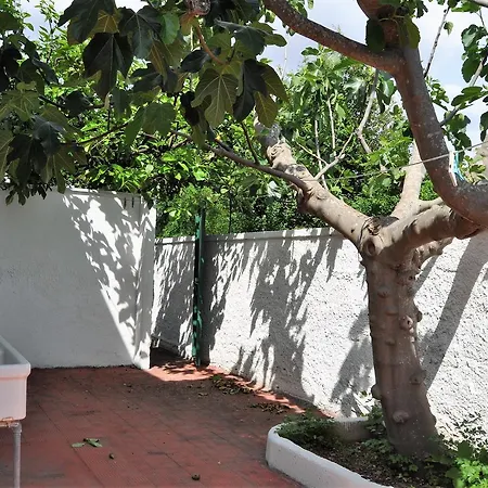 Ficus